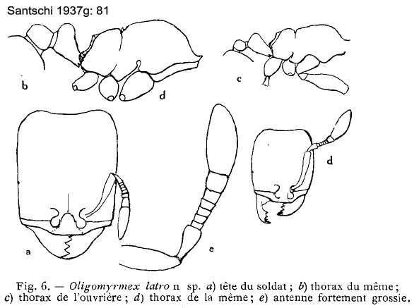 {Oligomyrmex latro}