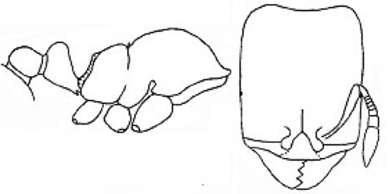 {Oligomyrmex (O.) latro major}