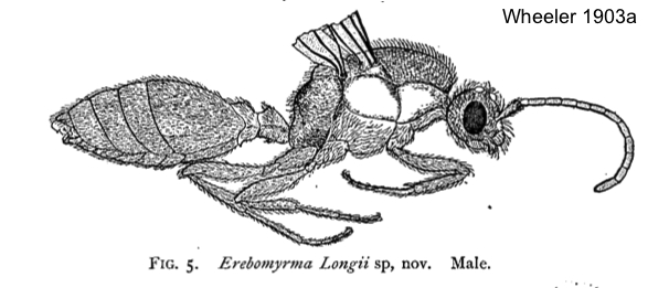 Oligomyrmex longii male