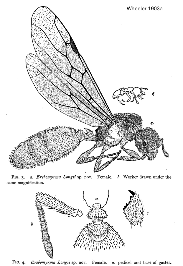 Oligomyrmex longii queen