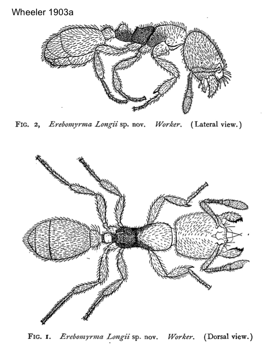 Oligomyrmex longii