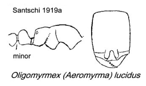 {Oligomyrmex lucidus}