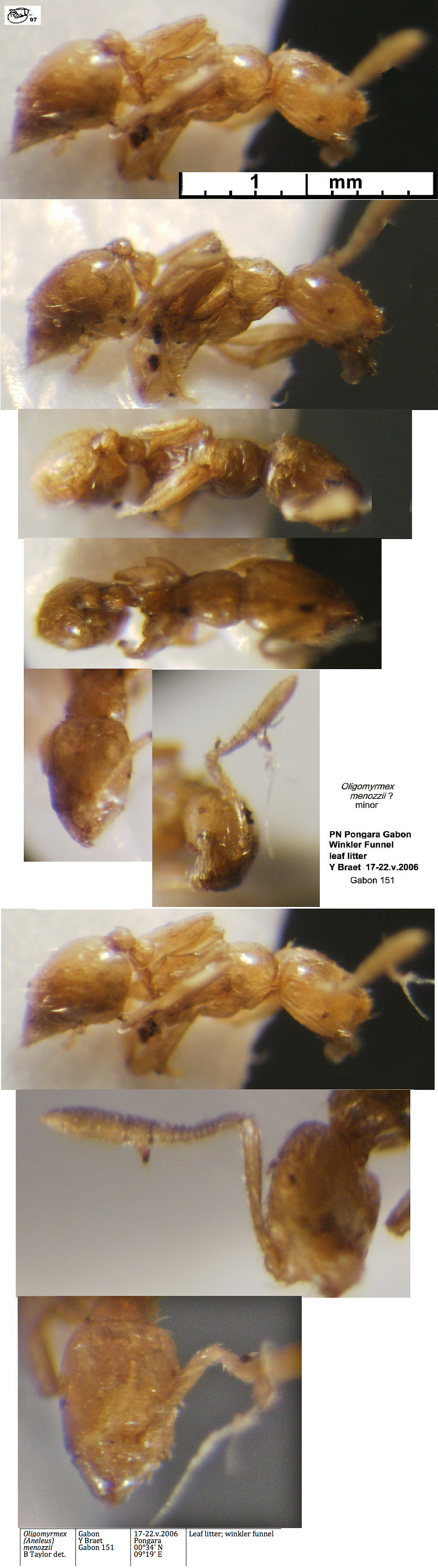 {Oligomyrmex menozzii}