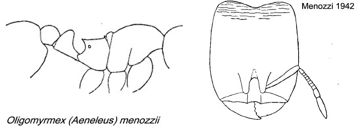 {Oligomyrmex menozzii}