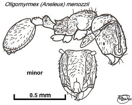 {Oligomyrmex menozzii}