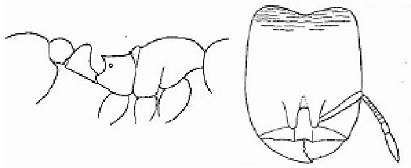 {Oligomyrmex menozzii}