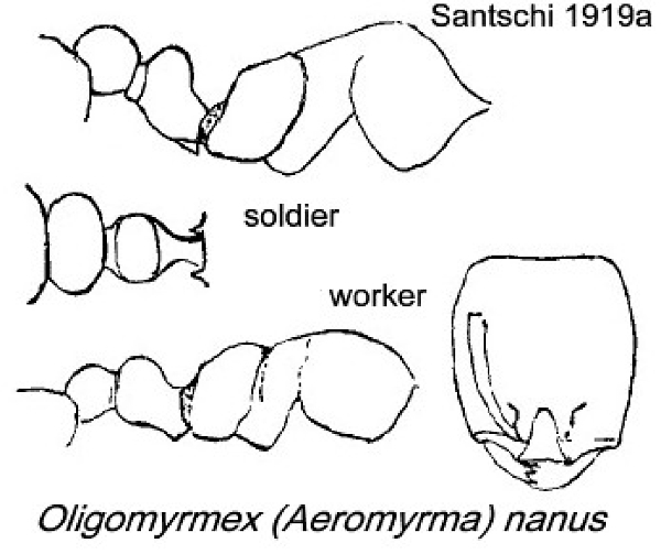 {Oligomyrmex nanus}