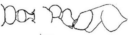 {Oligomyrmex nanus soldier profile}