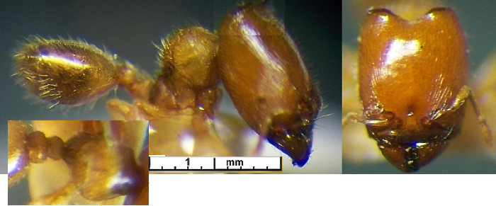 {Oligomyrmex Cameroun nsp}