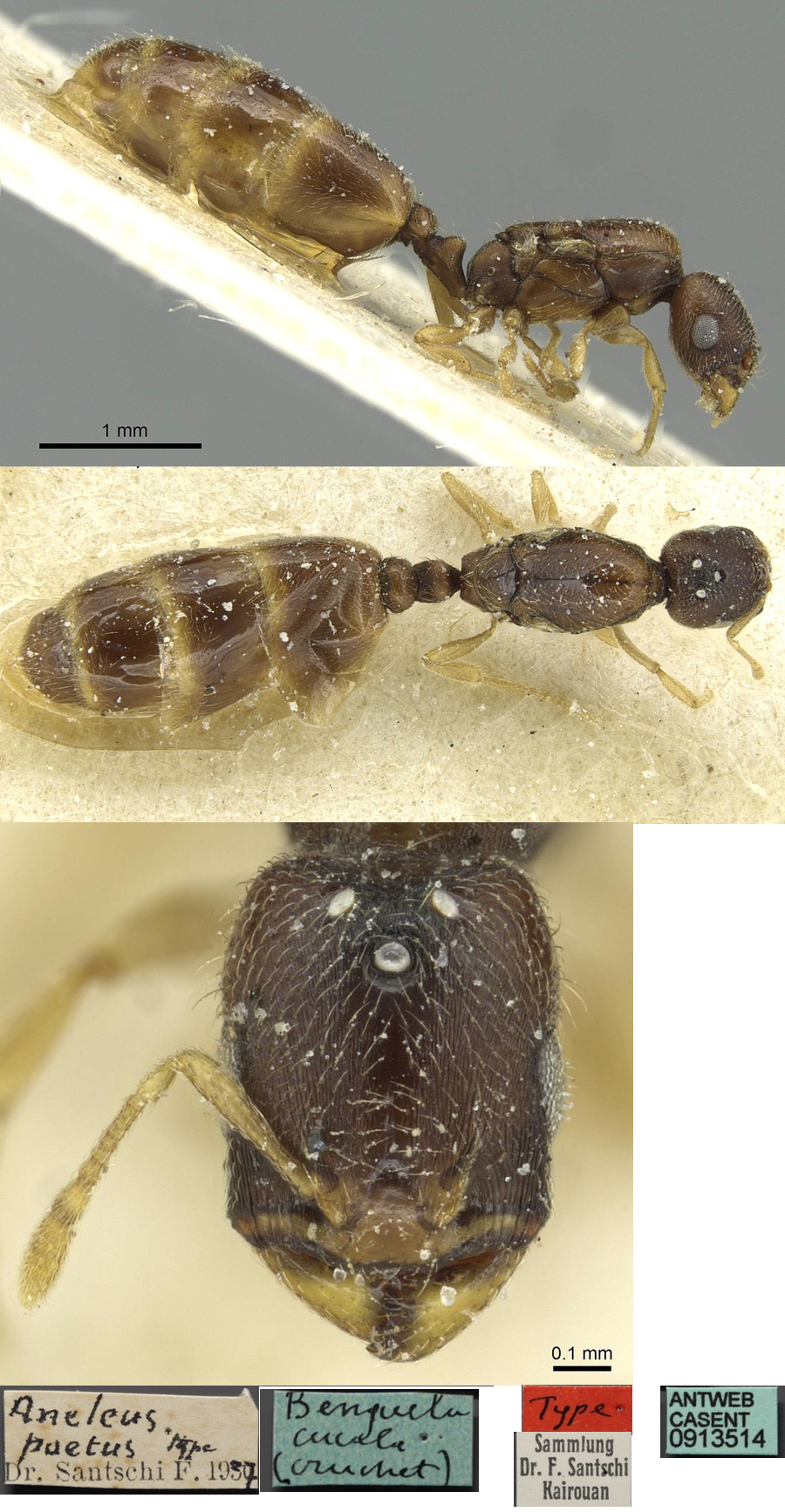 {Oligomyrmex paetus queen}