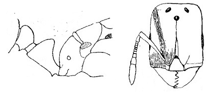 Oligomyrmex paetus queen
