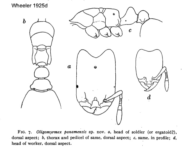 Oligomyrmex panamensis