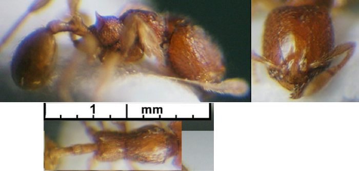 {Oligomyrmex perpusillus}