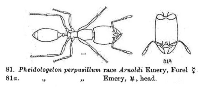 {Oligomyrmex perpusillus}