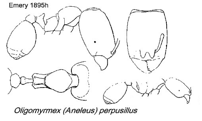 {Oligomyrmex perpusillus}