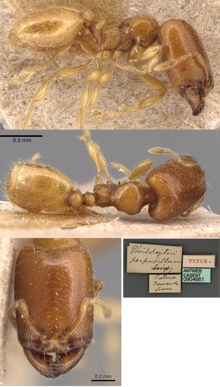 {Oligomyrmex perpusillus major}