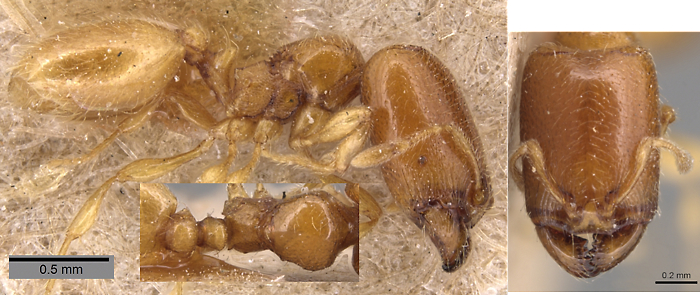 {Oligomyrmex perpusillus}