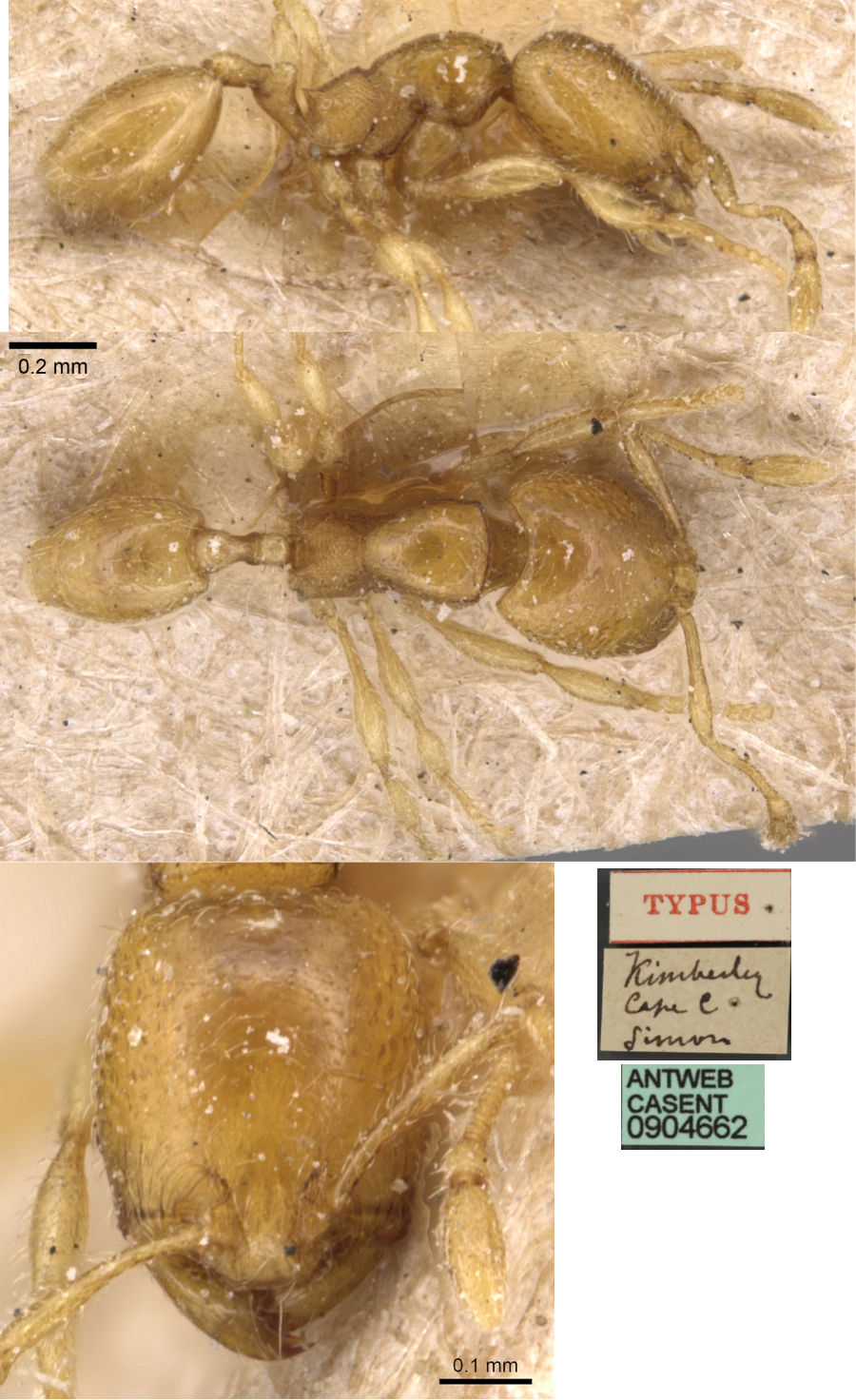 {Oligomyrmex perpusillus minor}