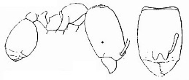 {Oligomyrmex perpusillus}
