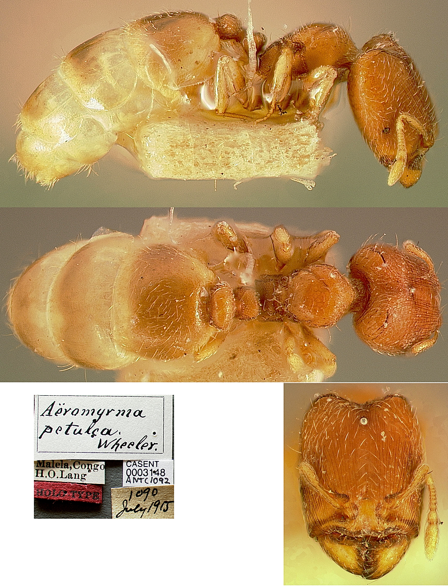 {Oligomyrmex petulcus}