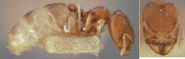 {Oligomyrmex petulcus major}