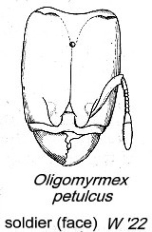 {Oligomyrmex petulcus}