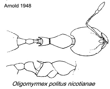 {Oligomyrmex politus nicotianae}