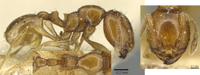 {Oligomyrmex politus}