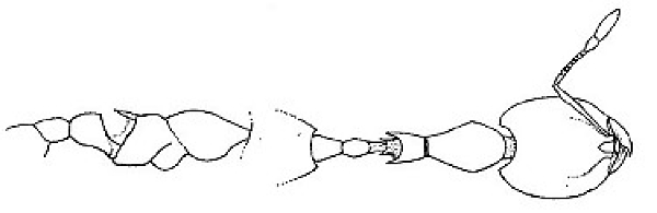 {Oligomyrmex politus nicotianae}