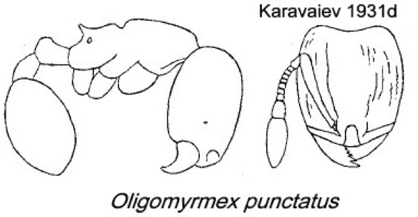 {Oligomyrmex punctatus}