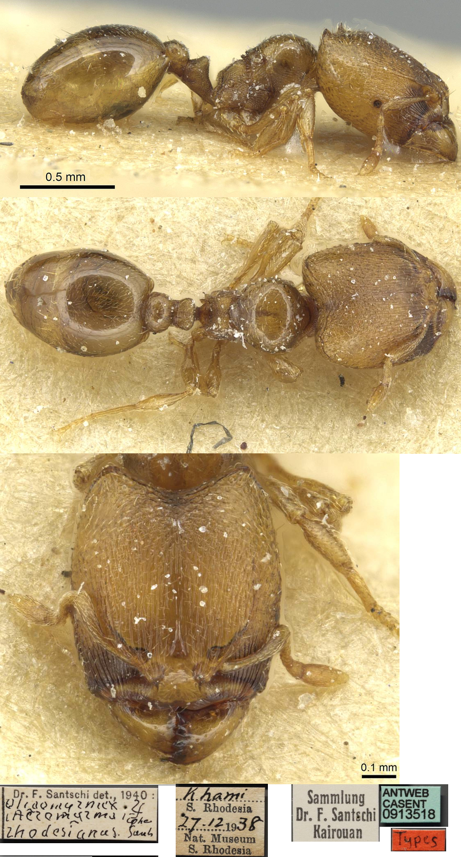 {Oligomyrmex rhodesianus}