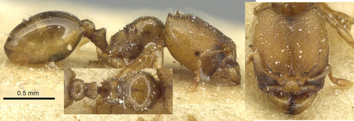 Oligomyrmex rhodesianus