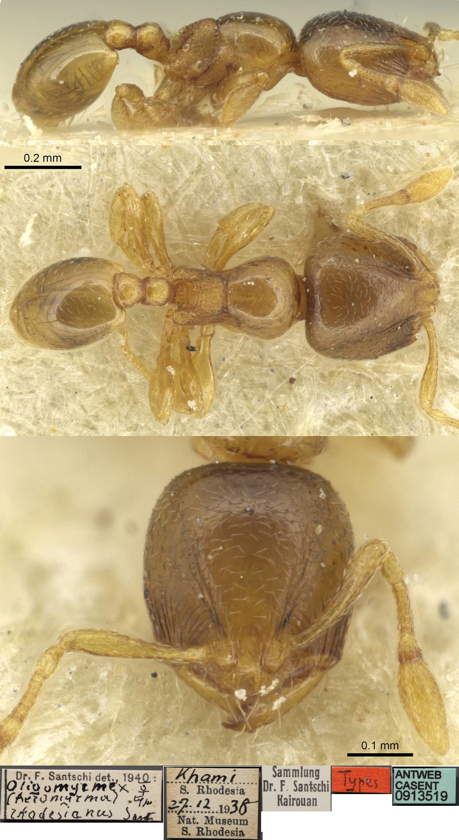 {Oligomyrmex rhodesianus minor}