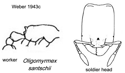 {Oligomyrmex santschii}