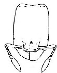 {Oligomyrmex santschii soldier head}