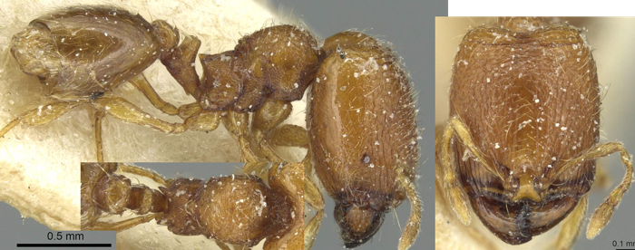 {Oligomyrmex silvestrii}