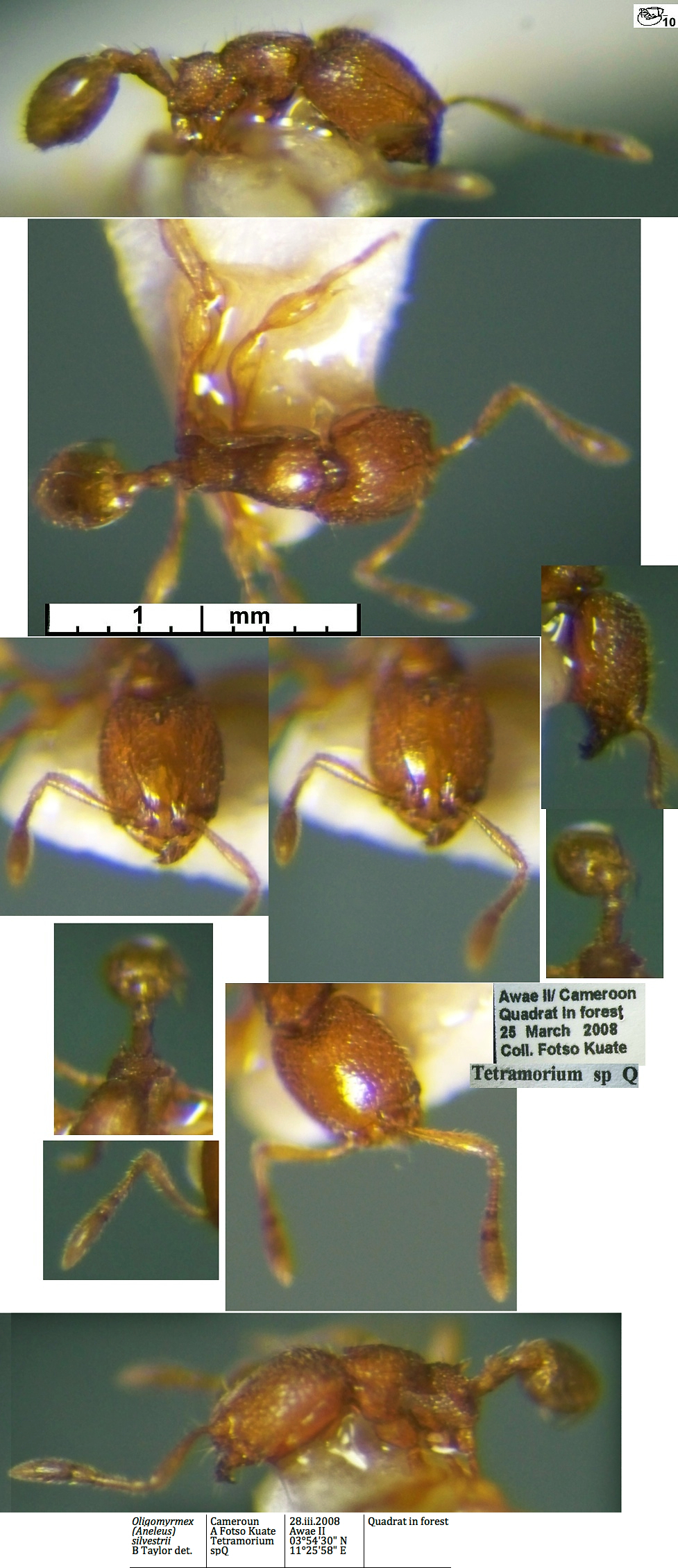 {Oligomyrmex silvestrii}