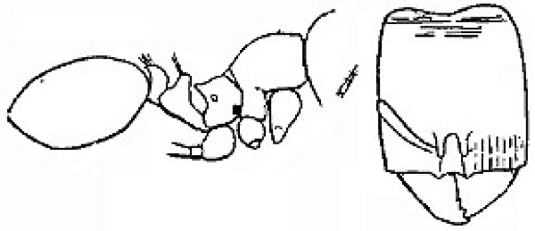 {Oligomyrmex silvestrii}