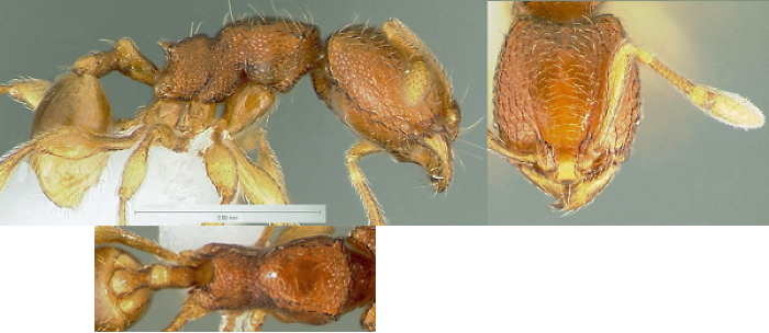 {Oligomyrmex silvestrii}