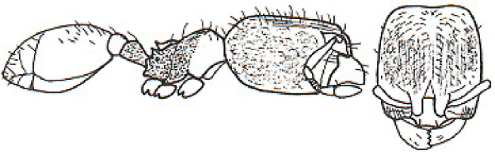 {Oligomyrmex species E}