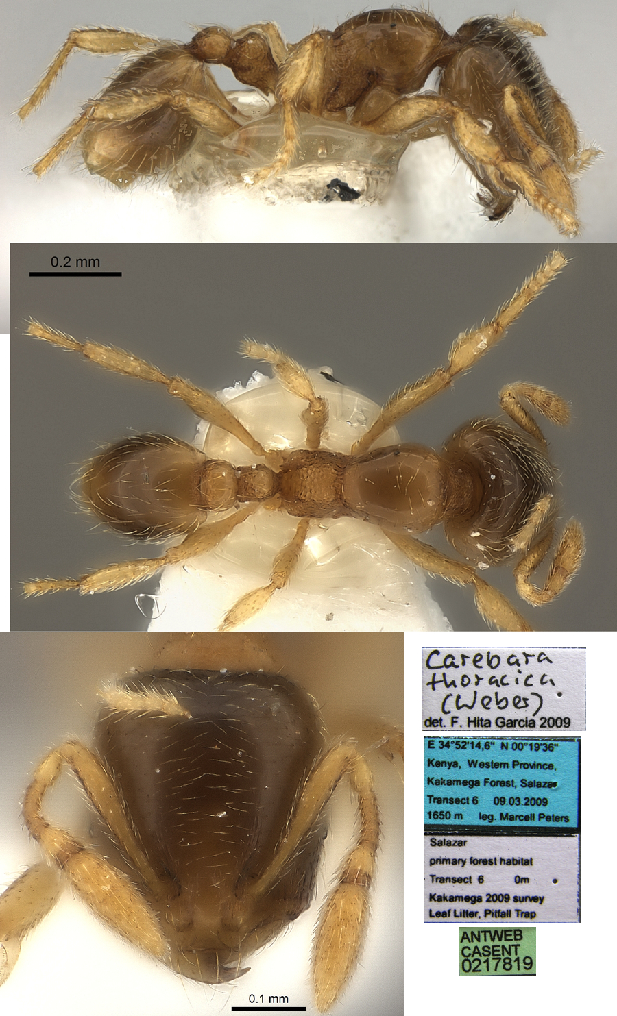 {Oligomyrmex thoracicus}