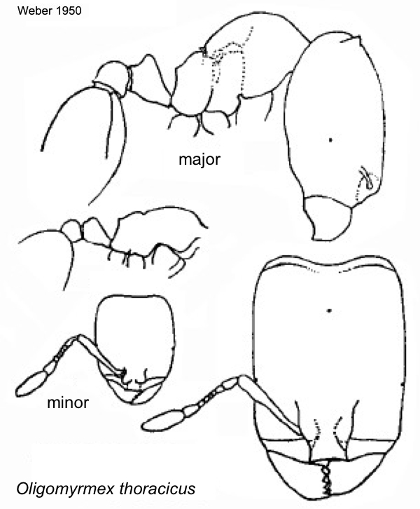 {Oligomyrmex thoracicus}