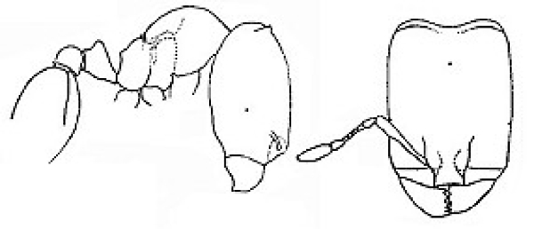 {Oligomyrmex thoracicus}