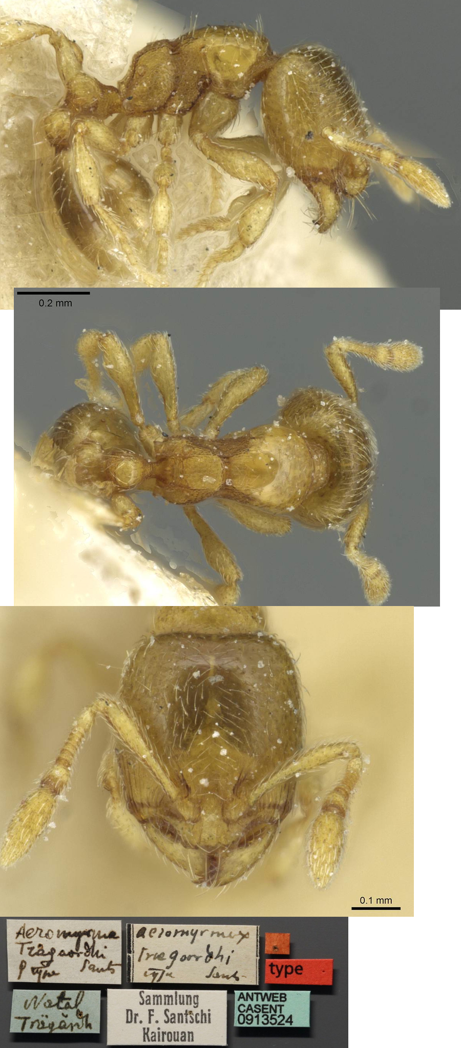 Oilgomyrmex traegaordhi