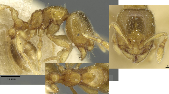 {Oligomyrmex traegaordhi}