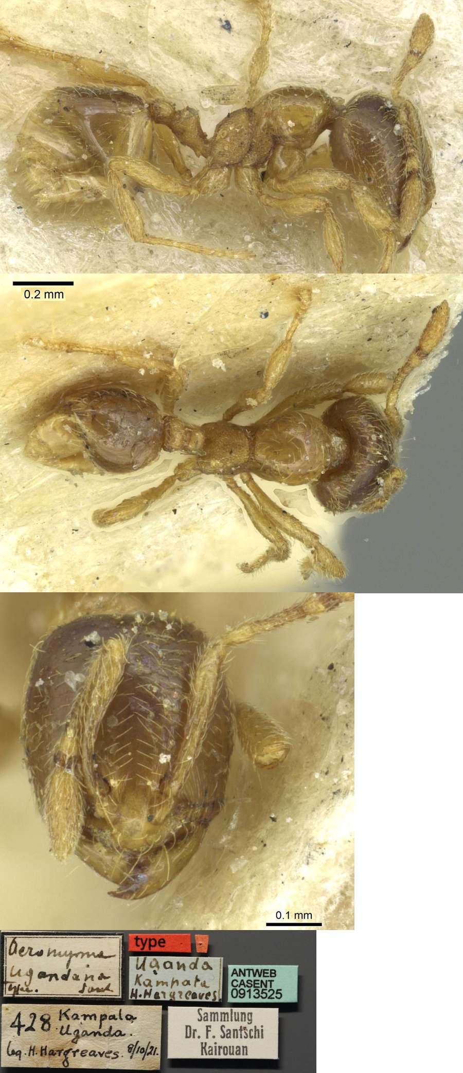 {Oligomyrmex ugandanus minor}