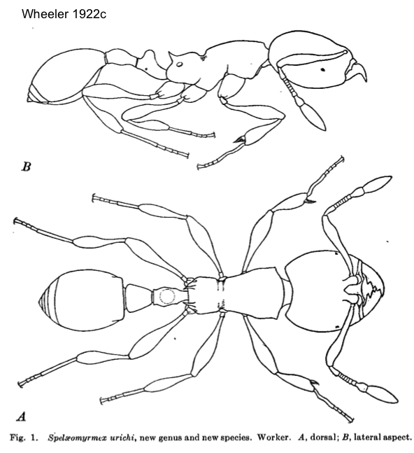 Oligomyrmex urichi