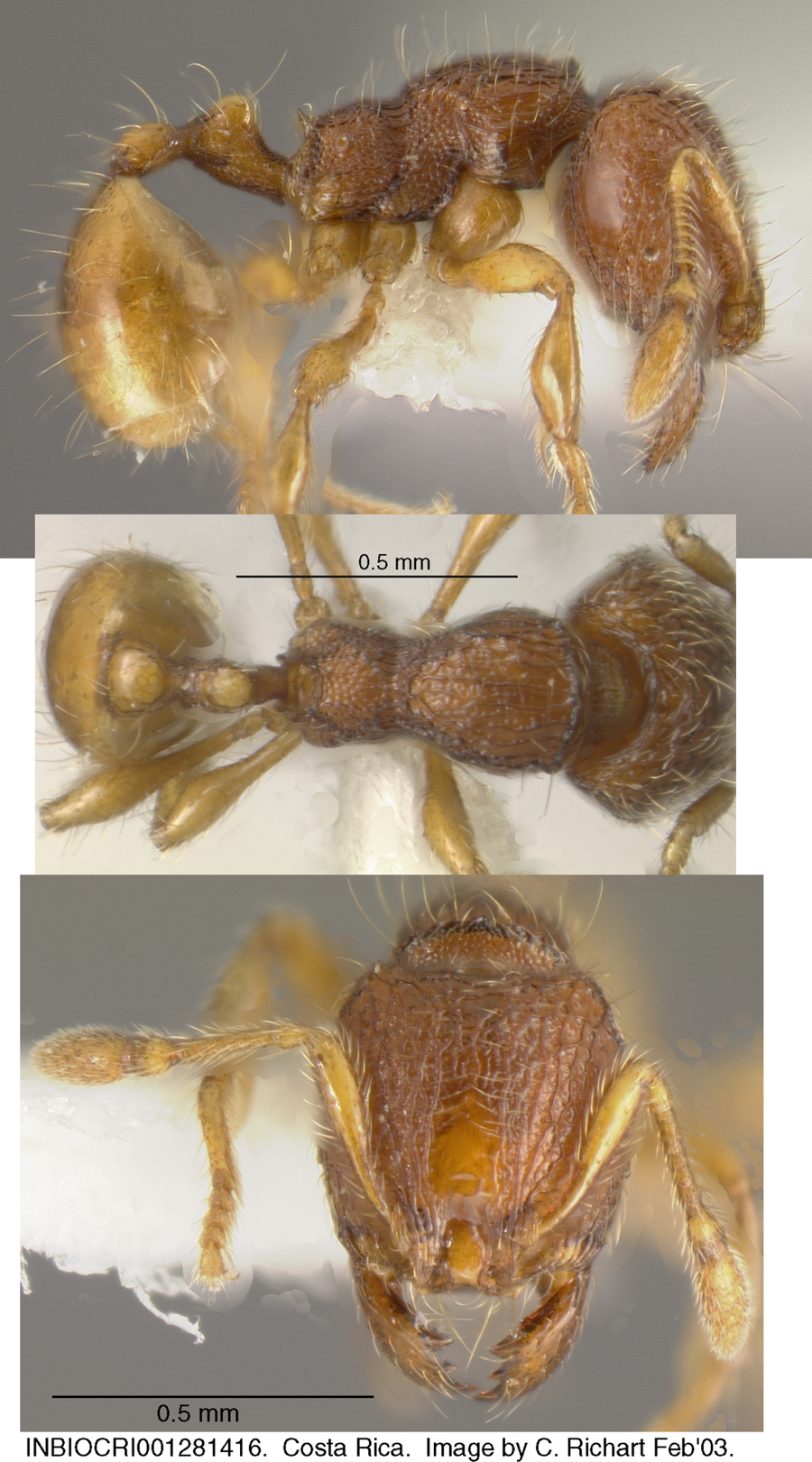 Oligomyrmex urichi