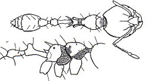 {Oligomyrmex villiersi}