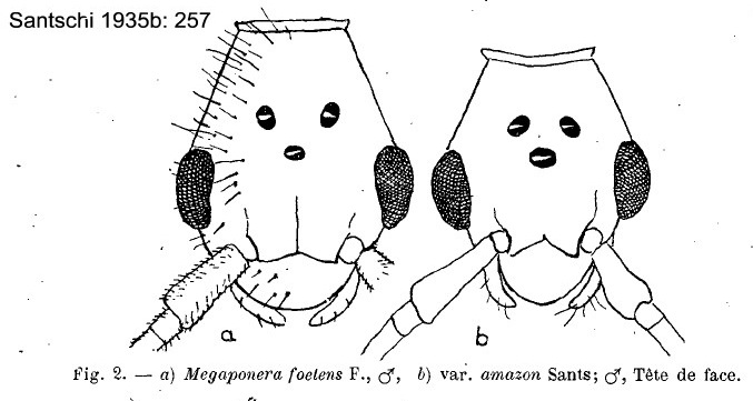 Pachycondyla analis male